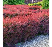 Gardeners Dream Berberis Thunbergii Atropurpurea 'purple Barberry' Bare Root Hedge Hedging Tree Plants (1-2Ft, 10 Plants)