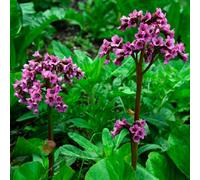 Gardeners Dream Bergenia Bressingham Ruby - Evergreen Perennial, Deep Ruby-Red Flowers, Moderate Height (30-40Cm Height Including Pot)