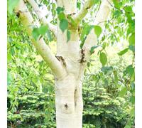 Gardeners Dream Betula Grayswood Ghost Tree - Striking White Bark, Graceful Form, Hardy (5-6Ft)