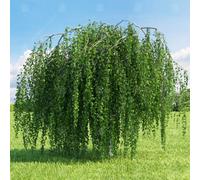 Gardeners Dream Betula Pendula Youngii Tree - Graceful Weeping Habit, Hardy (5-6Ft)