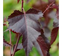 Betula Royal Frost | Purple Birch | Ornamental Garden Tree | 5-6Ft