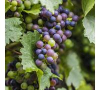 Gardeners Dream Black Grape Vitis Vinifera - Outdoor Fruit Plant, Ideal For Uk Gardens, Compact Size (20-30Cm Height Including Pot)