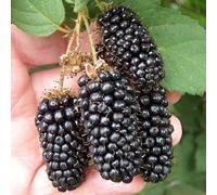 Gardeners Dream Blackberry Karaka Black Rubus Fruticosus Grow Your Own Garden Ready Fruit Plant