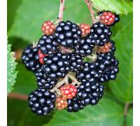 Gardeners Dream Blackberry Loch Maree Rubus Fruticosus Grow Your Own Garden Ready Fruit Plant