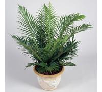 Gardeners Dream Blechnum Silver Lady - Elegant Foliage, Indoor Houseplant (12Cm, 25-35Cm)