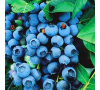 Gardeners Dream Blueberry Bluecrop (9Cm)