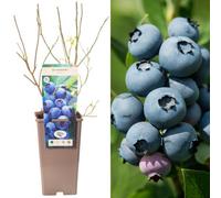 Gardeners Dream Blueberry Jersey - Vaccinium Corymbosum, Fruit-Bearing Shrub (30-50Cm Height Including Pot)