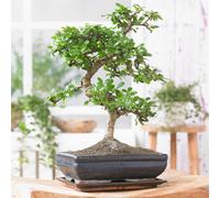Gardeners Dream Bonsai Chinese Elm S-Shape: Ancient Art, Modern Elegance (20-30Cm, 15Cm Pot)