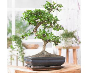 Gardeners Dream Bonsai Chinese Elm S-Shape: Ancient Art, Modern Elegance (20-30Cm, 15Cm Pot)