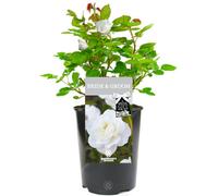 Bride and Groom Rose - Wedding Gift - Live Rose Bush Plant