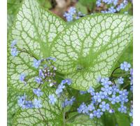 Gardeners Dream Brunnera Alexanders Great - Large Heart-Shaped Leaves, Shade-Loving, Compact Size (20-30Cm Height Including Pot)