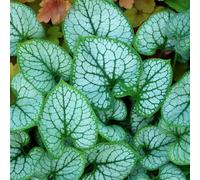 Gardeners Dream Brunnera Jack Frost - Heart-Shaped Foliage, Blue Flowers, Hardy (20-30Cm Height Including Pot)