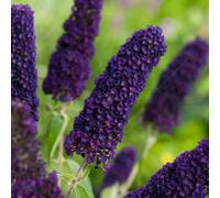 GardenersDream Buddleia Davidii 'Black Knight' Butterfly Bush - Outdoor Garden Ready Plant in 9cm Pot - Summer Flowering Shrub for Gardens and Patios - Fast Growing Deciduous Hardy Shrub (20-30 cm)