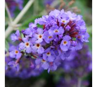 Gardeners Dream Buddleia Blue Heaven - Outdoor Flowering Shrub, Ideal For Uk Gardens, Compact Size (15-20Cm Height Including Pot)