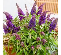 Gardeners Dream Buddleia Butterfly Candy Little Purple - Compact Size, Purple Flowers, Attracts Butterflies (15-30Cm Height Including Pot)