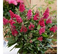 Gardeners Dream Buddleia Butterfly Candy Little Ruby - Compact Size, Red Flowers, Attracts Butterflies (15-30Cm Height Including Pot)