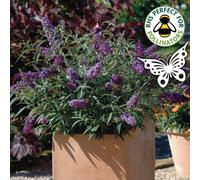 Gardeners Dream Buddleia Buzz Lavender - Outdoor Flowering Shrub, Ideal For Uk Gardens, Compact Size (15-30Cm Height Including Pot)