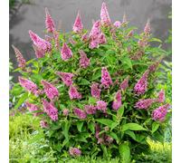 Gardeners Dream Buddleia Candy Little Pink, Butterfly Bush Buddleia Plant For Uk Gardens (15-25Cm Height Including Pot)
