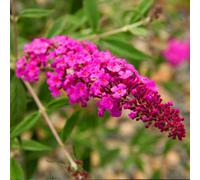 Gardeners Dream Buddleia Dark Pink - Outdoor Flowering Shrub, Ideal For Uk Gardens, Compact Size (15-20Cm Height Including Pot)