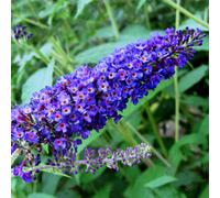 Gardeners Dream Buddleia Empire Blue - Outdoor Flowering Shrub, Ideal For Uk Gardens, Compact Size (15-30Cm Height Including Pot)