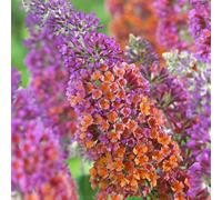 Gardeners Dream Buddleia Flower Power - Spectacular Butterfly Bush, Compact Size (30-40Cm)