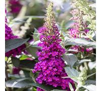 Gardeners Dream Buddleia Hot Raspberry Garden Shrub - Vibrant Flowers, Attracts Butterflies (10-30Cm Height Including Pot)