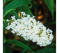 Gardeners Dream Buddleia Ivory - Outdoor Flowering Shrub, Ideal For Uk Gardens, Compact Size (15-20Cm Height Including Pot)