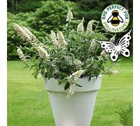 Gardeners Dream Buddleia Marbled White - Outdoor Flowering Shrub, Ideal For Uk Gardens, Compact Size (15-30Cm Height Including Pot)