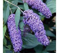 Gardeners Dream Buddleia Nanho Blue Garden Shrub - Fragrant Lilac-Blue Blooms, Attracts Butterflies (10-30Cm Height Including Pot)