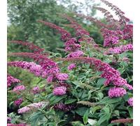 Gardeners Dream Buddleia Pink Delight Garden Plant - Fragrant Pink Blooms, Attracts Butterflies (15-30Cm Height Including Pot)