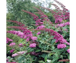 Gardeners Dream Buddleia Pink Delight Garden Plant - Fragrant Pink Blooms, Attracts Butterflies (15-30Cm Height Including Pot)