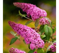 Gardeners Dream Buddleia Pink Delight - Outdoor Flowering Shrub, Ideal For Uk Gardens, Compact Size (15-20Cm Height Including Pot)