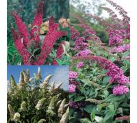 Gardeners Dream Buddleia Plant Mix - Stunning Flowering Shrubs, Easy Care, Hardy (20-30Cm, 6 Plants)