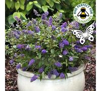 Gardeners Dream Buddleia Purple Emperor - Outdoor Flowering Shrub, Ideal For Uk Gardens, Compact Size (15-30Cm Height Including Pot)