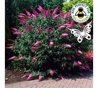 Gardeners Dream Buddleia Sugar Plum - Outdoor Flowering Shrub, Ideal For Uk Gardens, Compact Size (15-30Cm Height Including Pot)