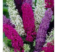 Gardeners Dream Buddleia Tricolour - Multicoloured Blooms, Vibrant Display (30-50Cm Height Including Pot)