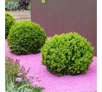 Gardeners Dream Buxus Sempervirens Ball (30-50Cm Height Including Pot) - Classic Ball Shape, Evergreen Foliage, Sun Or Partial Shade
