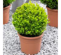 Gardeners Dream Buxus Sempervirens Ball (60-80Cm Height Including Pot) - Classic Ball Shape, Evergreen Foliage, Sun Or Partial Shade