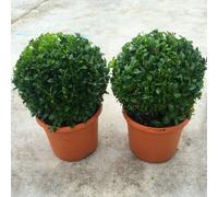 Gardeners Dream Buxus Sempervirens Ball - Classic Evergreen, Formal Garden Look, 19Cm Pot (20-30Cm Height Incl Pot, 2 Plants)
