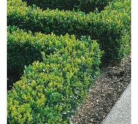 Gardeners Dream Buxus Sempervirens Garden Plant - Evergreen Foliage, Compact Size (20-40Cm Height, 100 Plants)