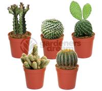Gardeners Dream Cactus Plant Mix - Indoor Plant Mix For Home Office, Kitchen, Living Room In Pots (5 Plants)