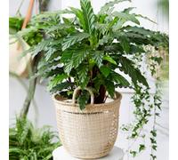 Gardeners Dream Calathea Blue Grass - Vibrant Foliage, Indoor Houseplant (12Cm, 30-40Cm)