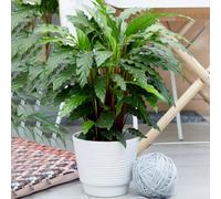 Gardeners Dream Calathea Blue Grass - Vibrant Foliage, Indoor Houseplant (12Cm, 30-40Cm)