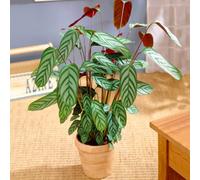 Gardeners Dream Calathea Compact Star - Striking Foliage, Indoor Houseplant (12Cm, 30-40Cm)