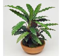Gardeners Dream Calathea Elgergrass - Vibrant Foliage, Indoor Houseplant (12Cm, 30-40Cm)