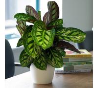 Gardeners Dream Calathea Flamestar - Striking Foliage, Indoor Houseplant (14Cm, 30-40Cm)