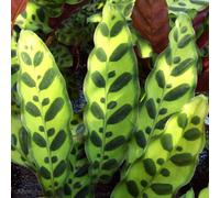 Gardeners Dream Calathea Insignis - Exquisite Foliage, Indoor Houseplant (14Cm, 40-50Cm)
