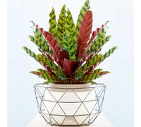 Gardeners Dream Calathea Insignis - Exquisite Foliage, Indoor Houseplant (14Cm, 40-50Cm)