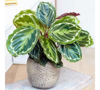 Gardeners Dream Calathea Medallion - Vibrant Foliage, Indoor Houseplant (12Cm, 30-40Cm)