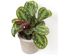 Gardeners Dream Calathea Medallion - Vibrant Foliage, Indoor Houseplant (12Cm, 30-40Cm)